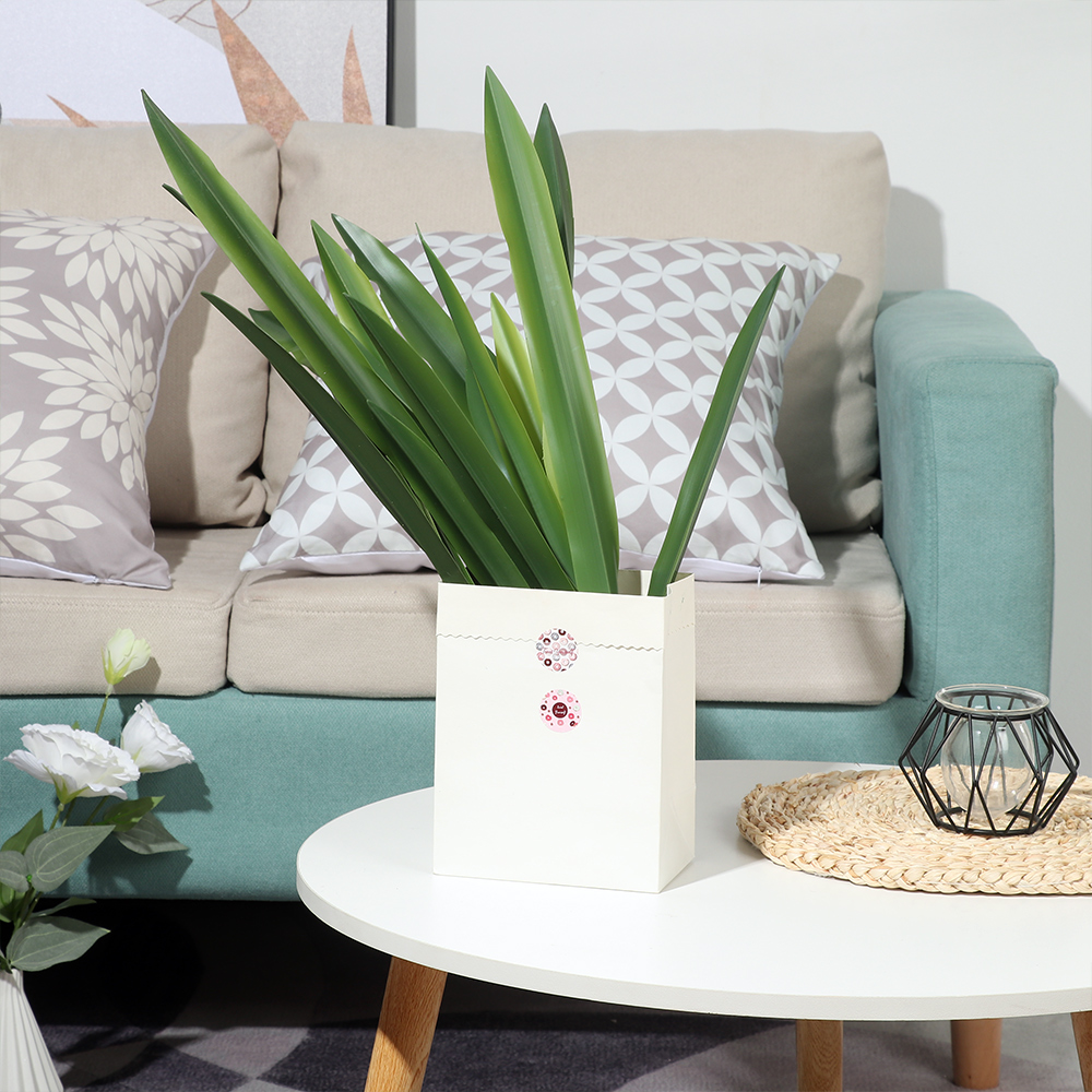 Impreza dostarcza wysokiej jak – Snake Plant recenzja i cena