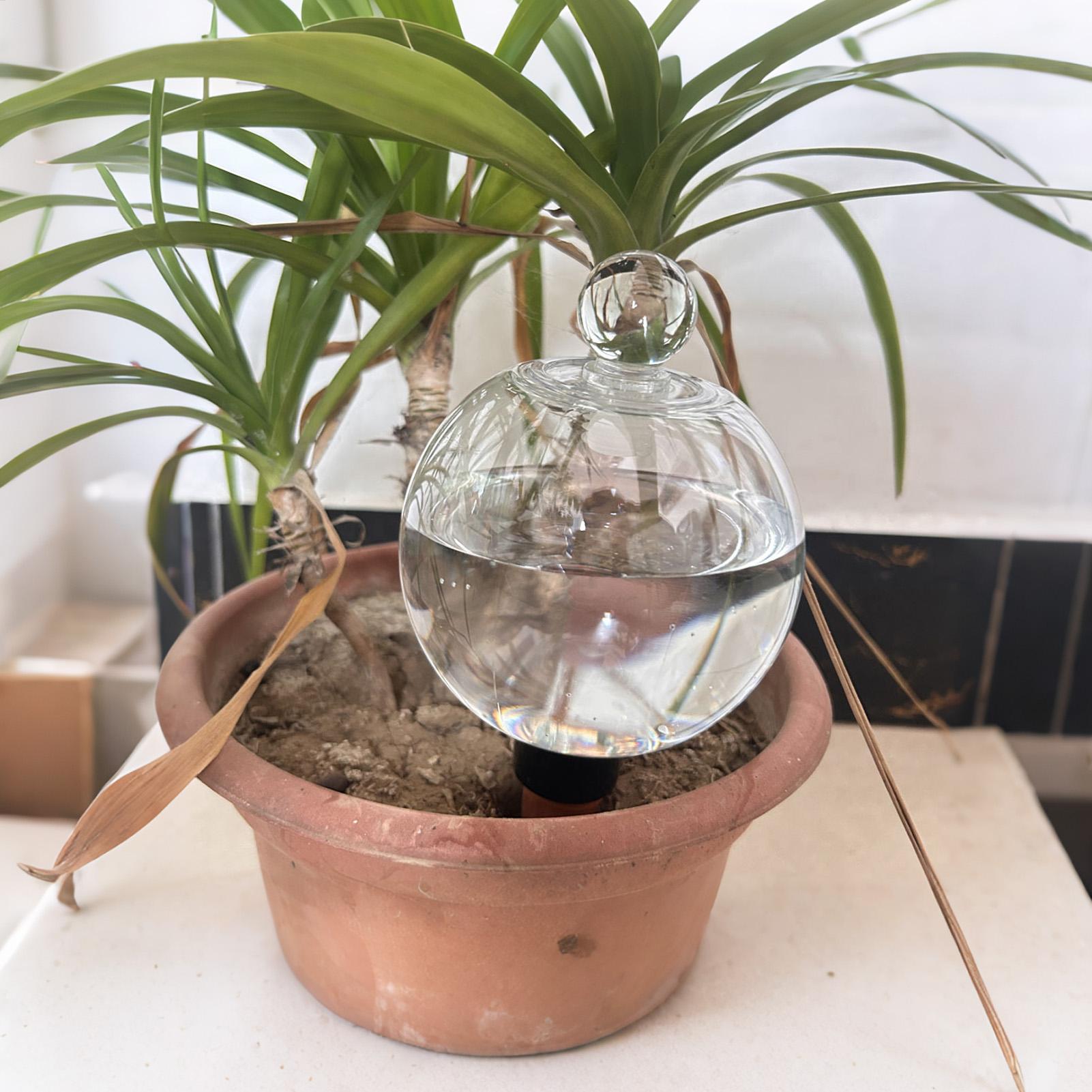 Kule do nawadniania roślin 4 s – Pothos recenzja i cena