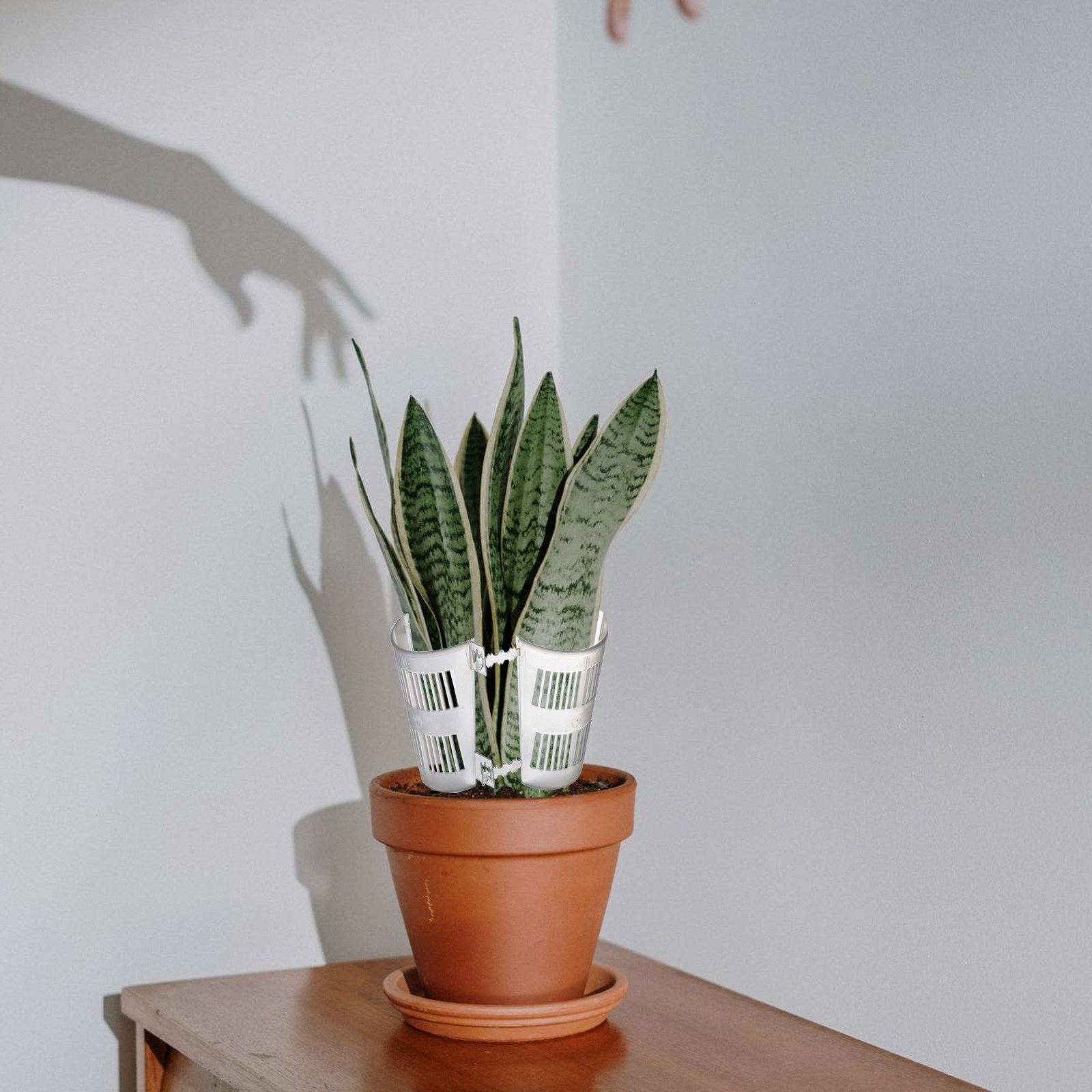 10 sztuk – przezroczyste donic – Plant Pot recenzja i cena