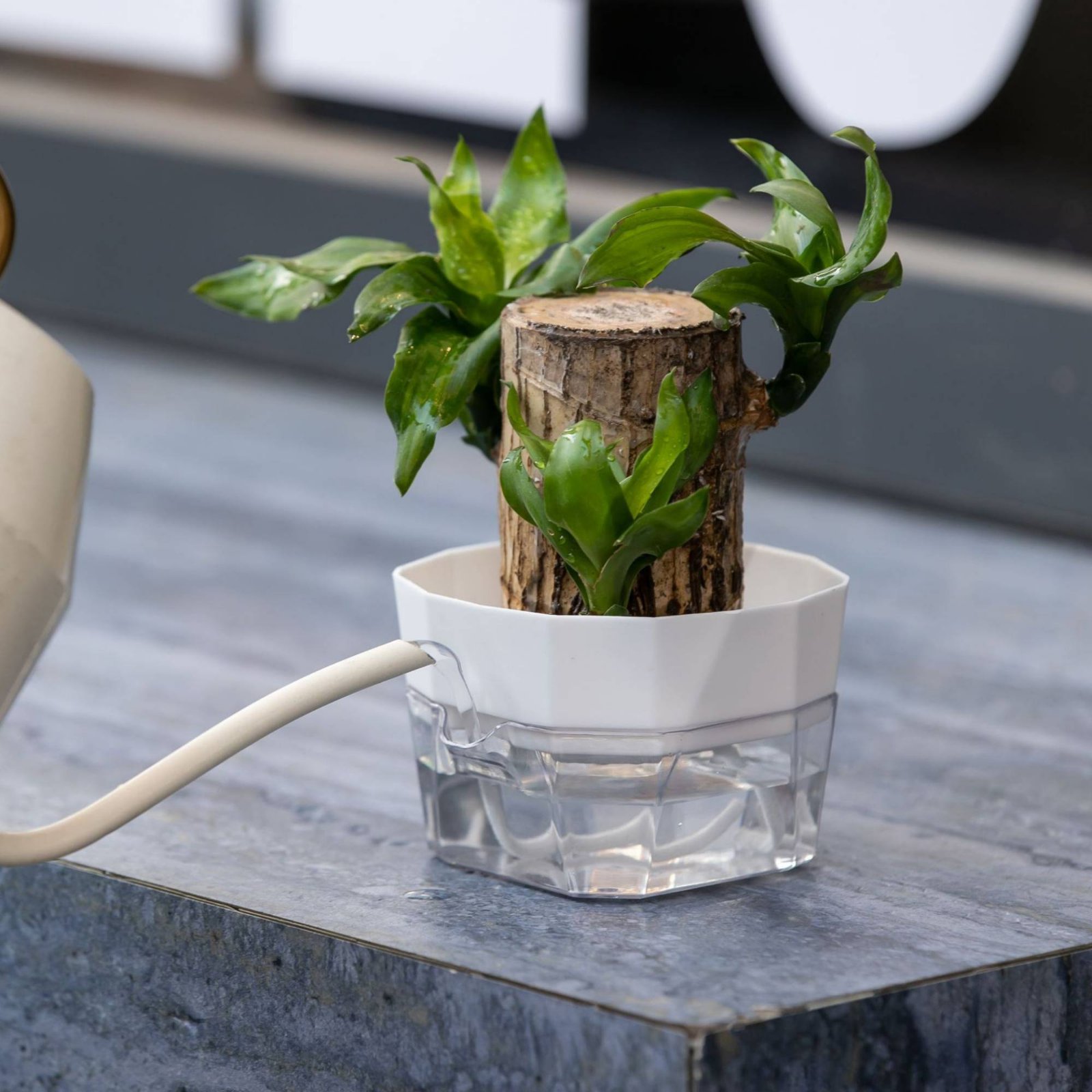Wazon hydroponiczny na żarówki – Plant Pot recenzja i cena
