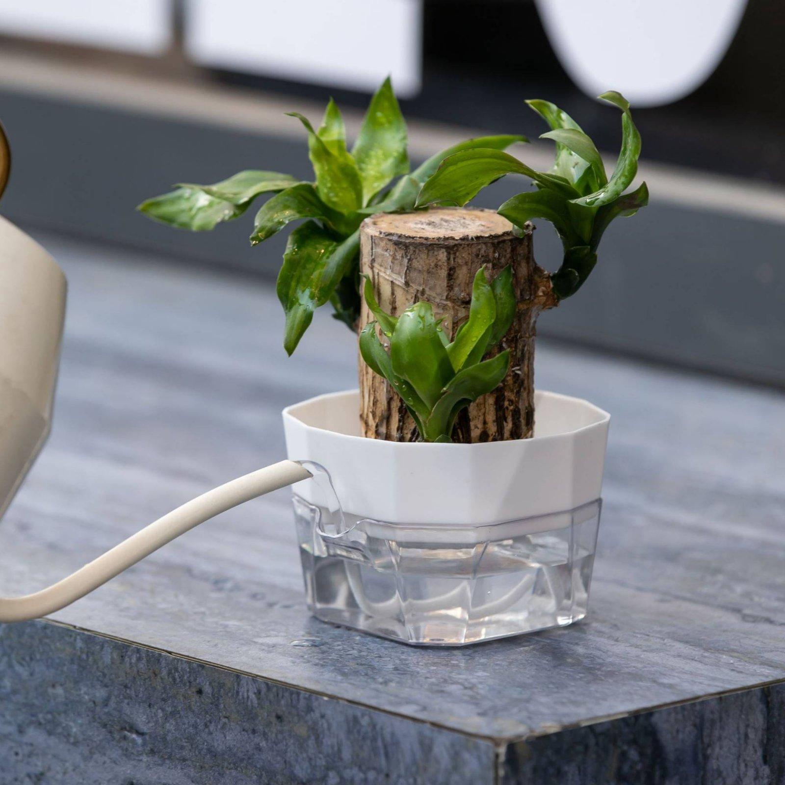 Wazon hydroponiczny dwuwarstwo – Indoor Plants recenzja i cena