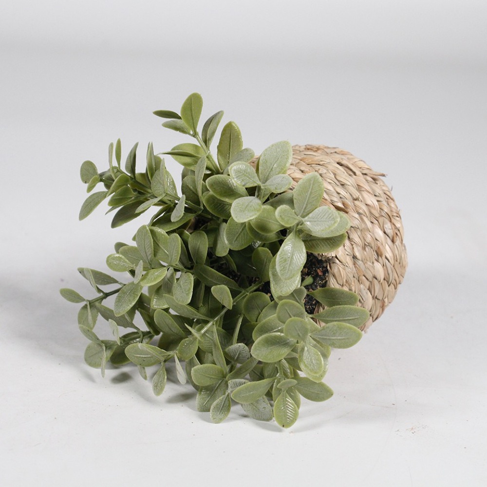 Zielona sztuczna roślina donic – Succulent Set recenzja i cena